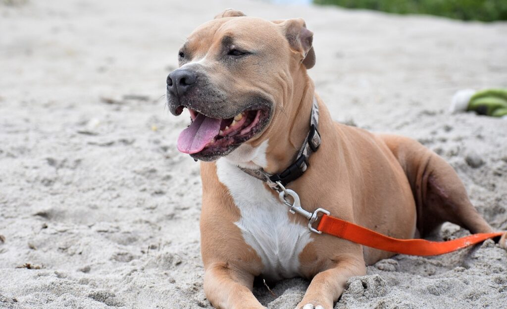 are pitbulls dumb
