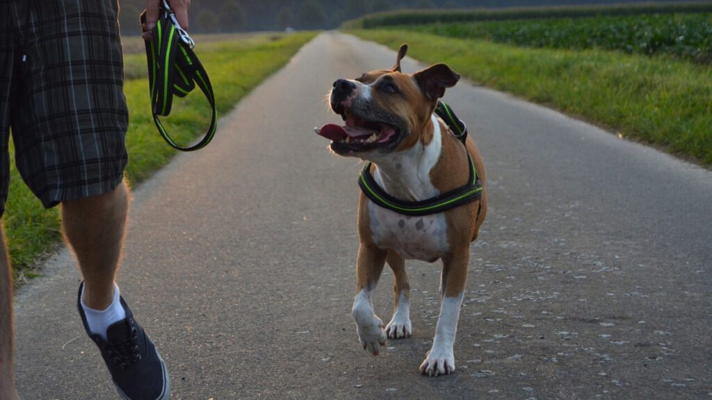 are pitbulls intelligent
