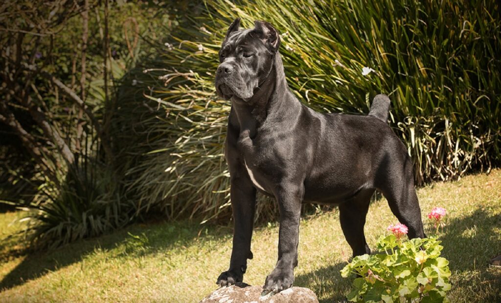 bad ass dogs