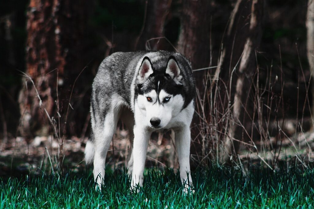 badass dogs breeds