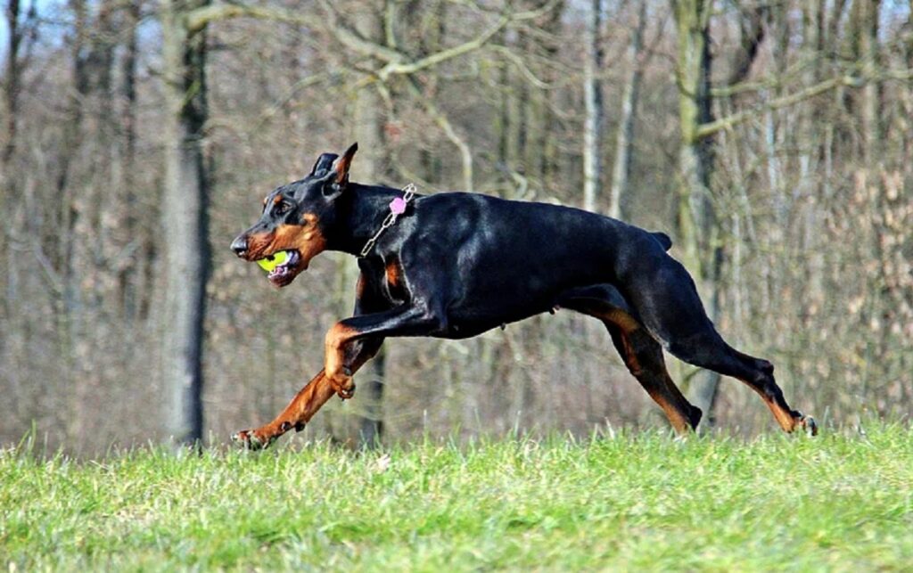 best breed doberman
