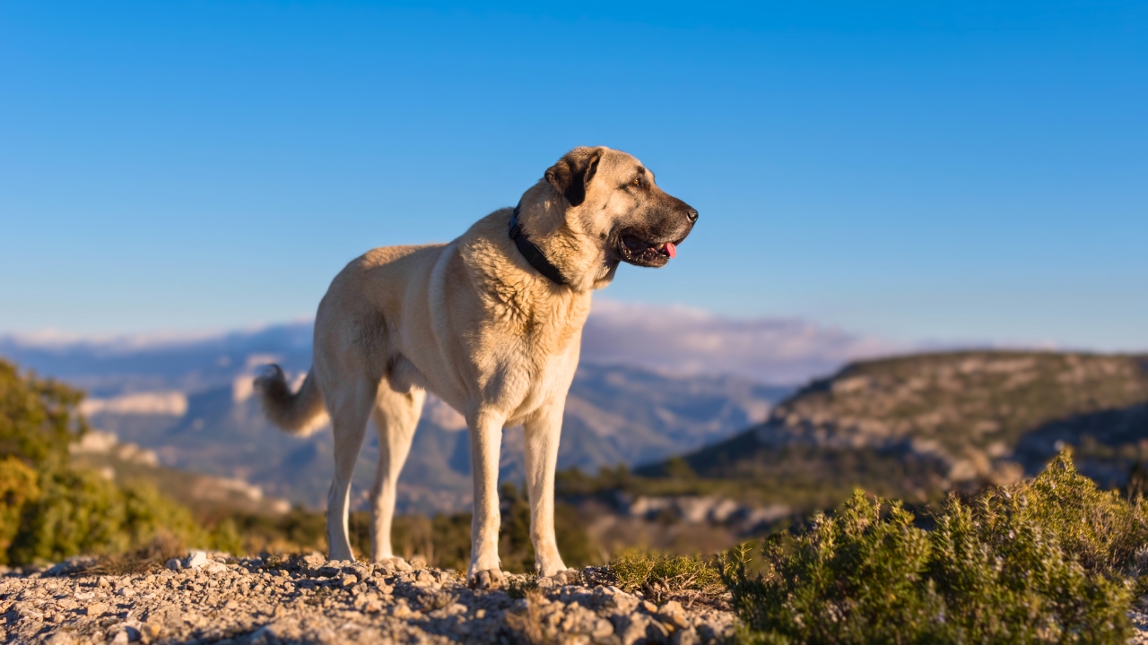 Top 9 Best Guard Dogs That Thrive In Hot Climates