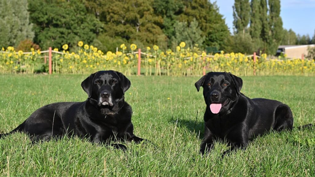 best dogs for service dogs