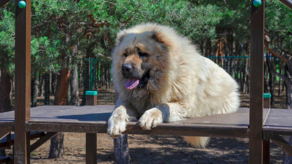 best guard dogs for families