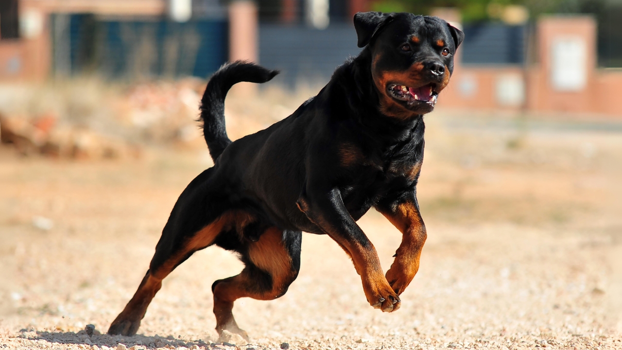 Top 9 Best Guard Dogs That Thrive In Hot Climates