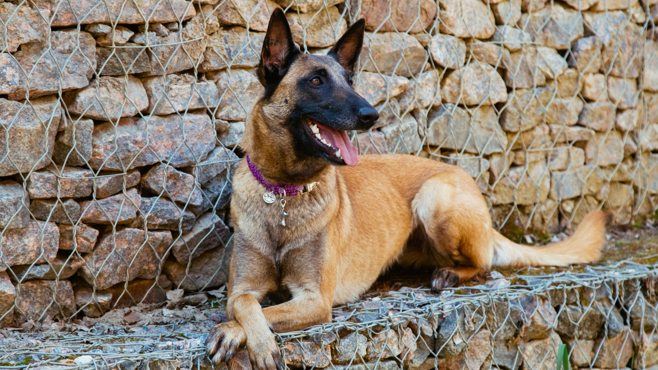 Top 9 Best Guard Dogs That Thrive In Hot Climates