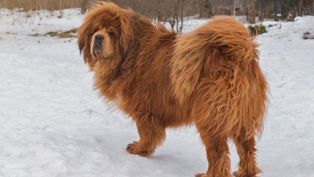 best protective dog breeds