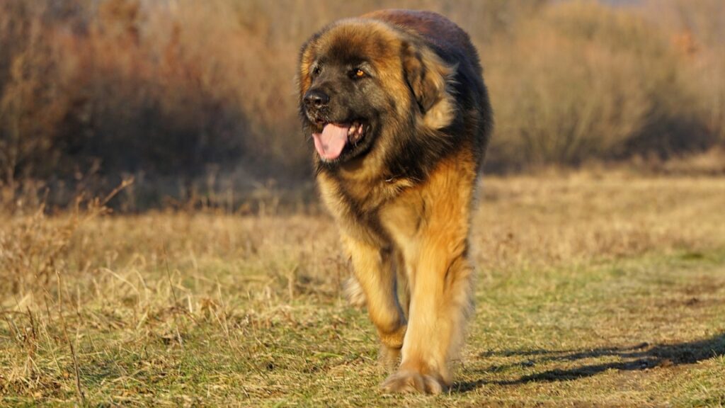 best protective dogs