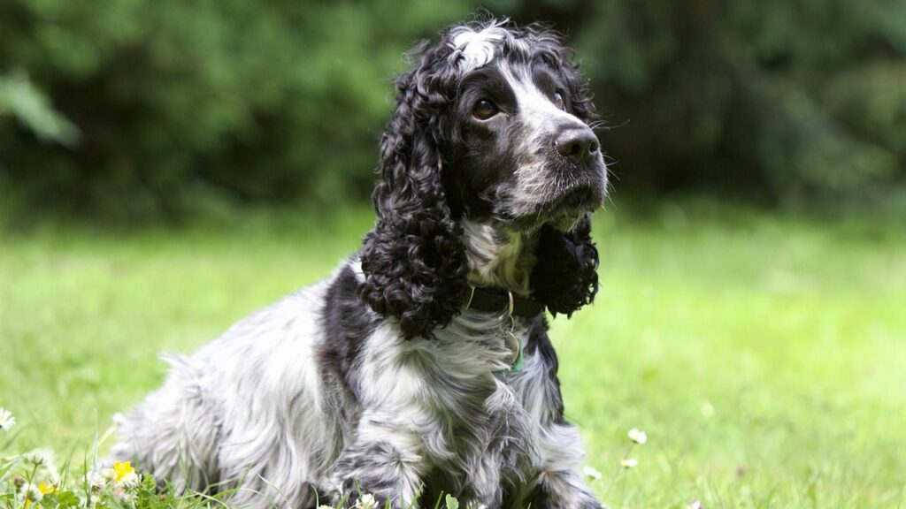 protective small dog breeds for Females