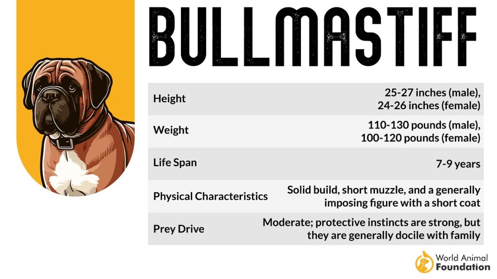 bullmastiff 