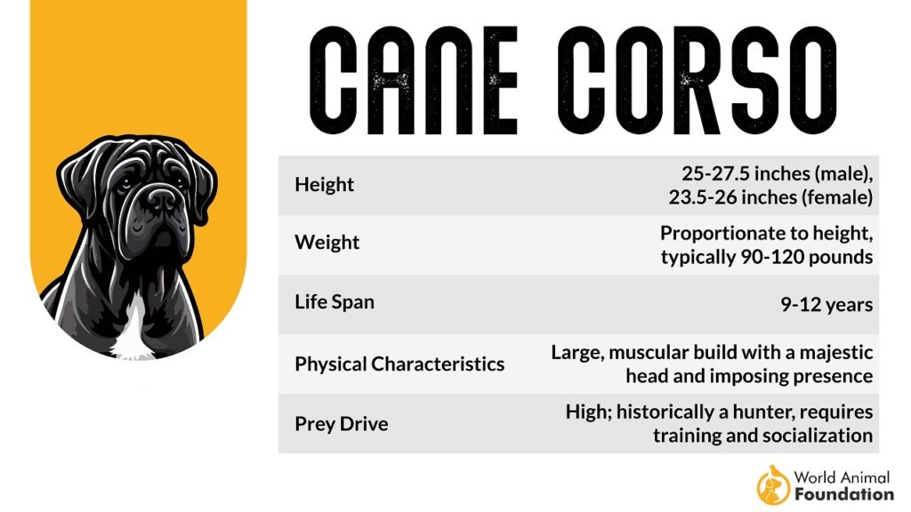 cane corso dog