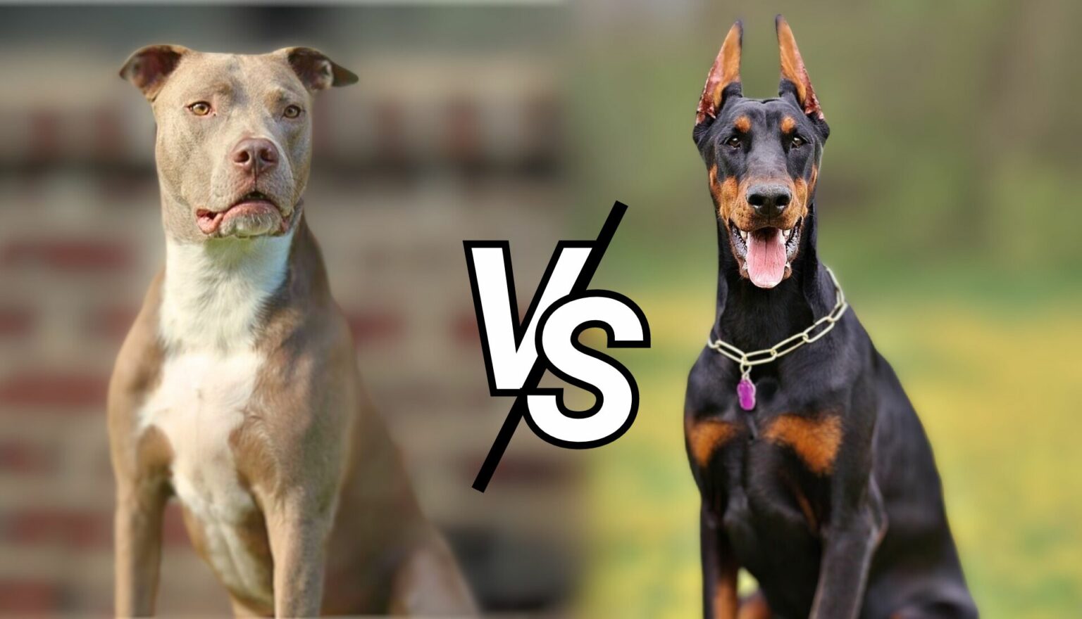 Doberman Vs Pitbull Which Breed Is Better For You?