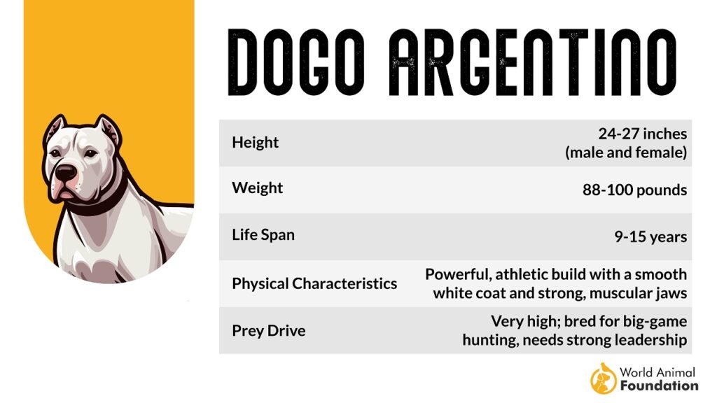 dogo argentino  characteristics