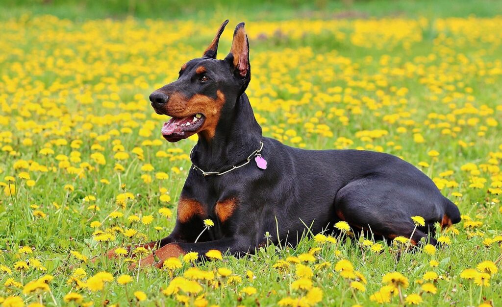german doberman
