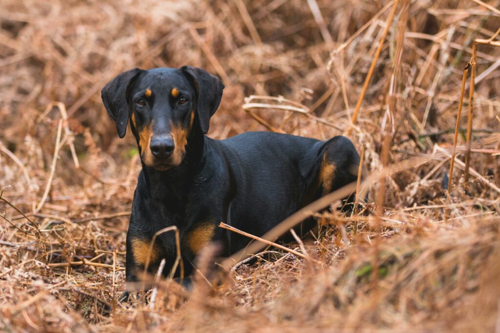 german pinscher size
