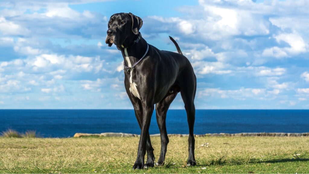 good guard dog breeds