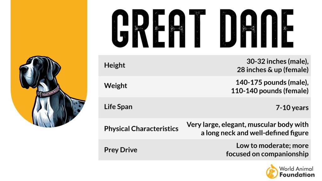 great dane 