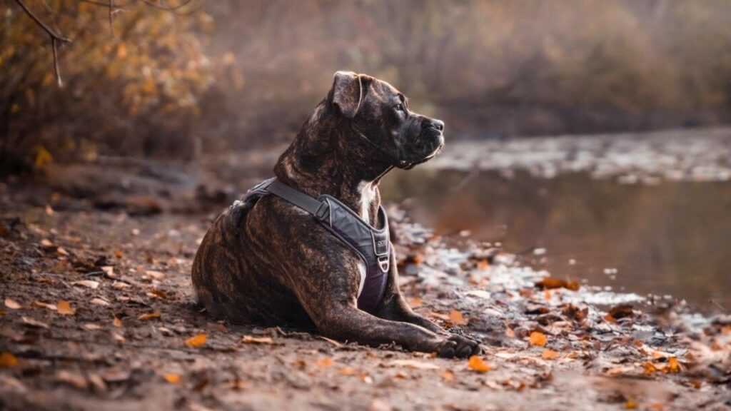 are-pitbulls-smart-dogs-understanding-their-intelligence-tededer