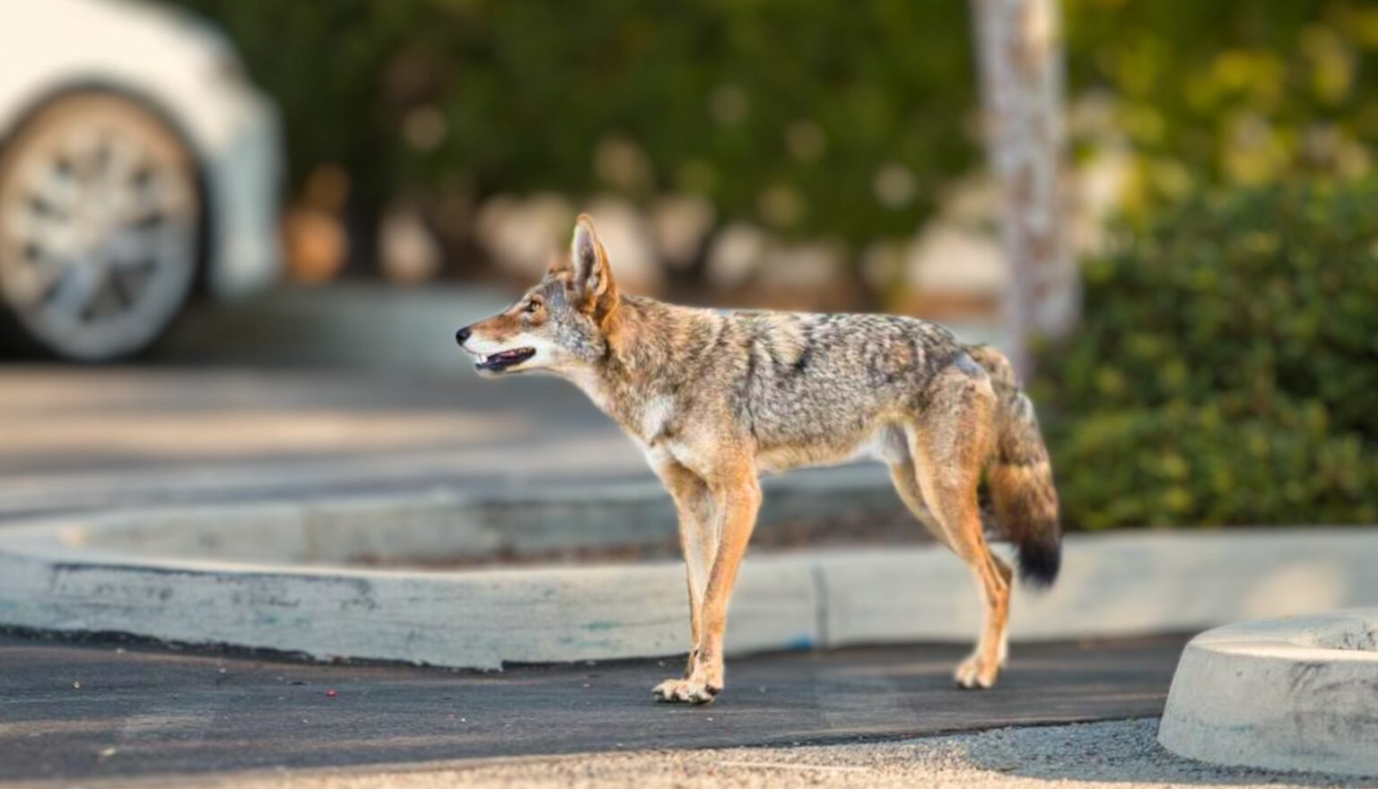 How To Get Rid Of Coyotes & Drive Them Away Like A Pro?