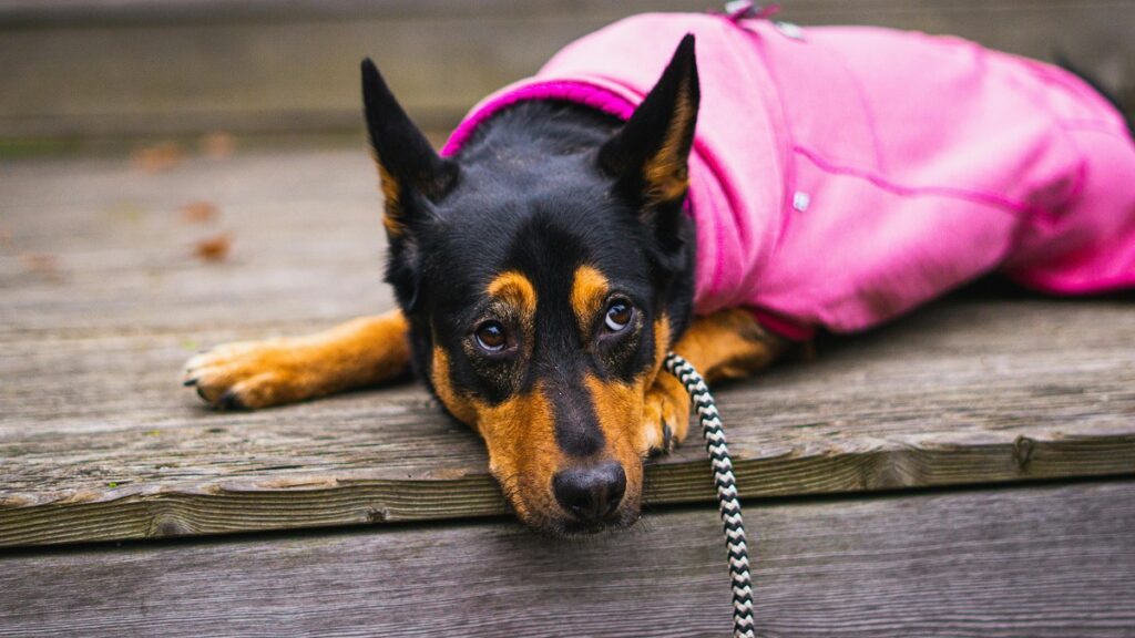 mid size doberman
