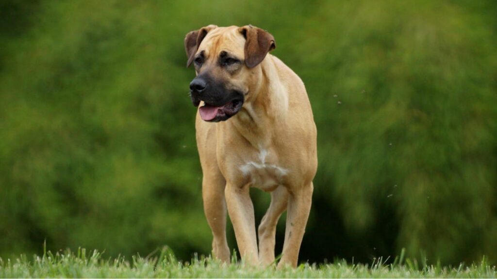 protection dog breeds