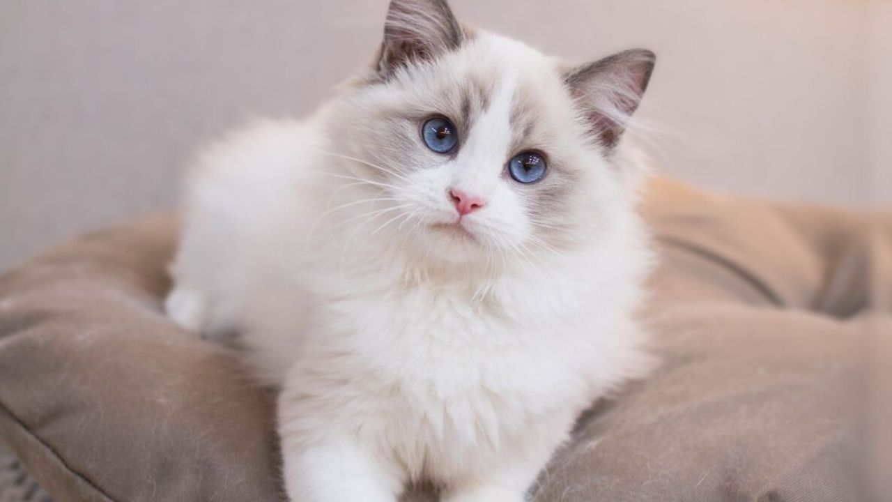 10 Most Common Cat Breeds Around The World - Tededer.com