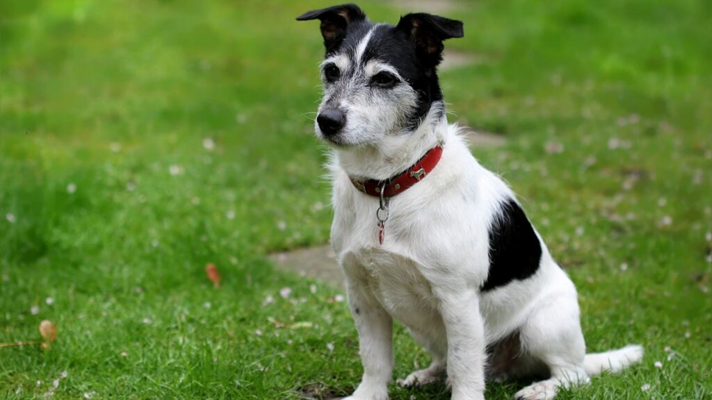small guard dog breeds for Females