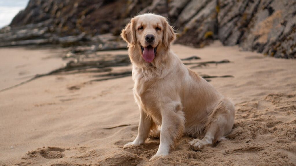 smartest dog in the world