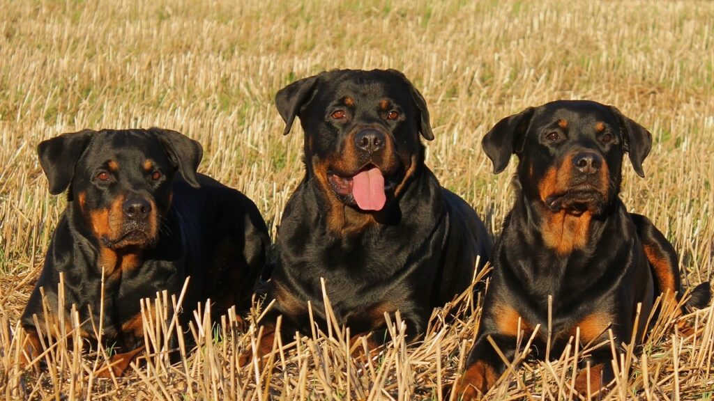 top 5 smartest dogs