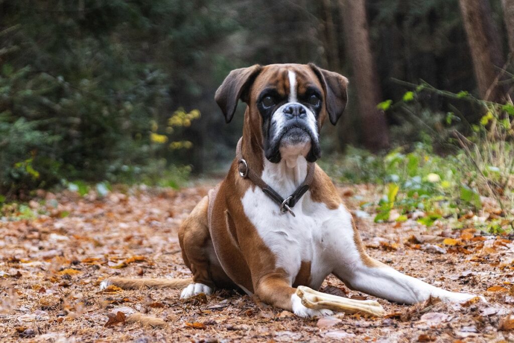 tough dog breeds