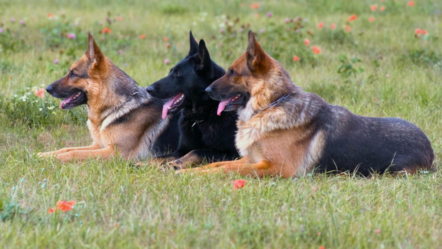 5 Types Of German Shepherds You Should Know About