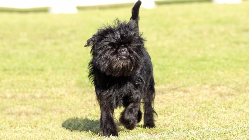 mini dog
