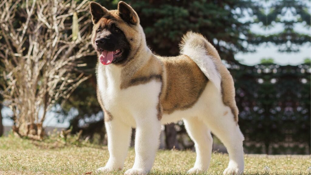 protective non aggressive dogs