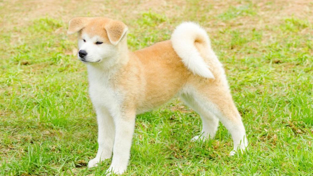 Dog with curly tails