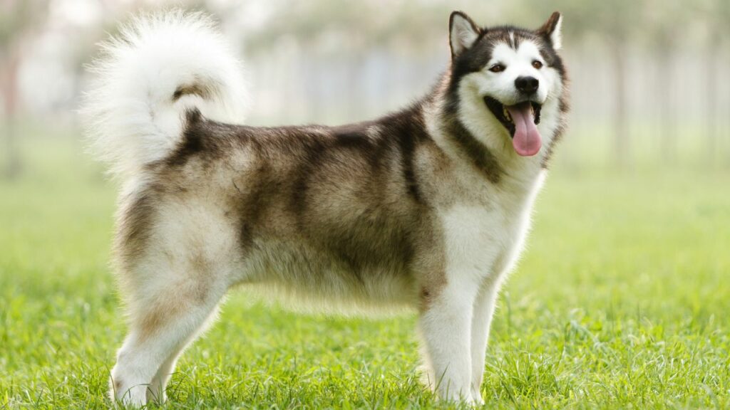 What dog has a curved fluffy tail