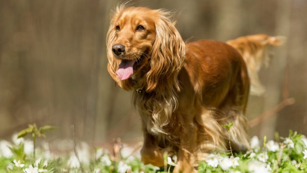 chocolate brown dogs
