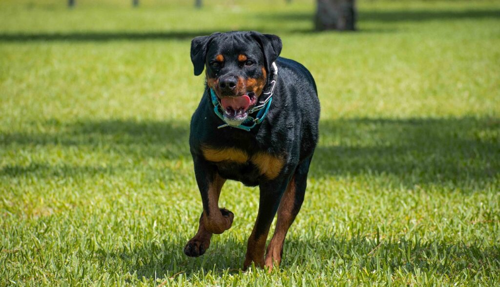 Anti-theft dog breeds