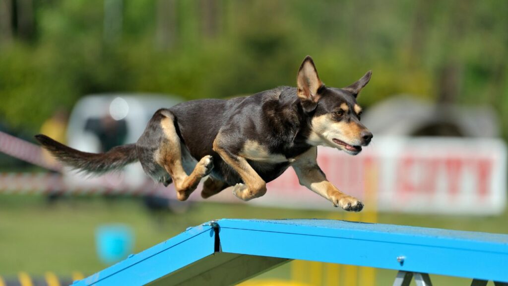 Australian-Kelpie