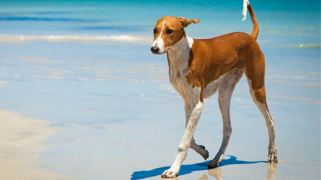 what is the most expensive dog breed
