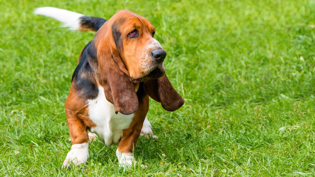 7 Dog Breeds That Kill Rabbits
