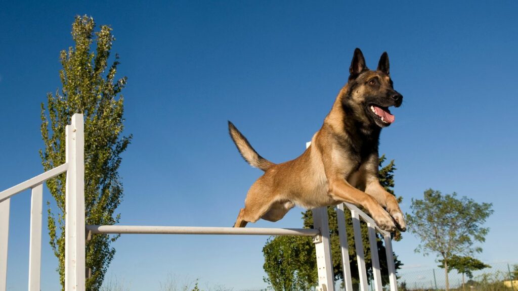 high jumping dog