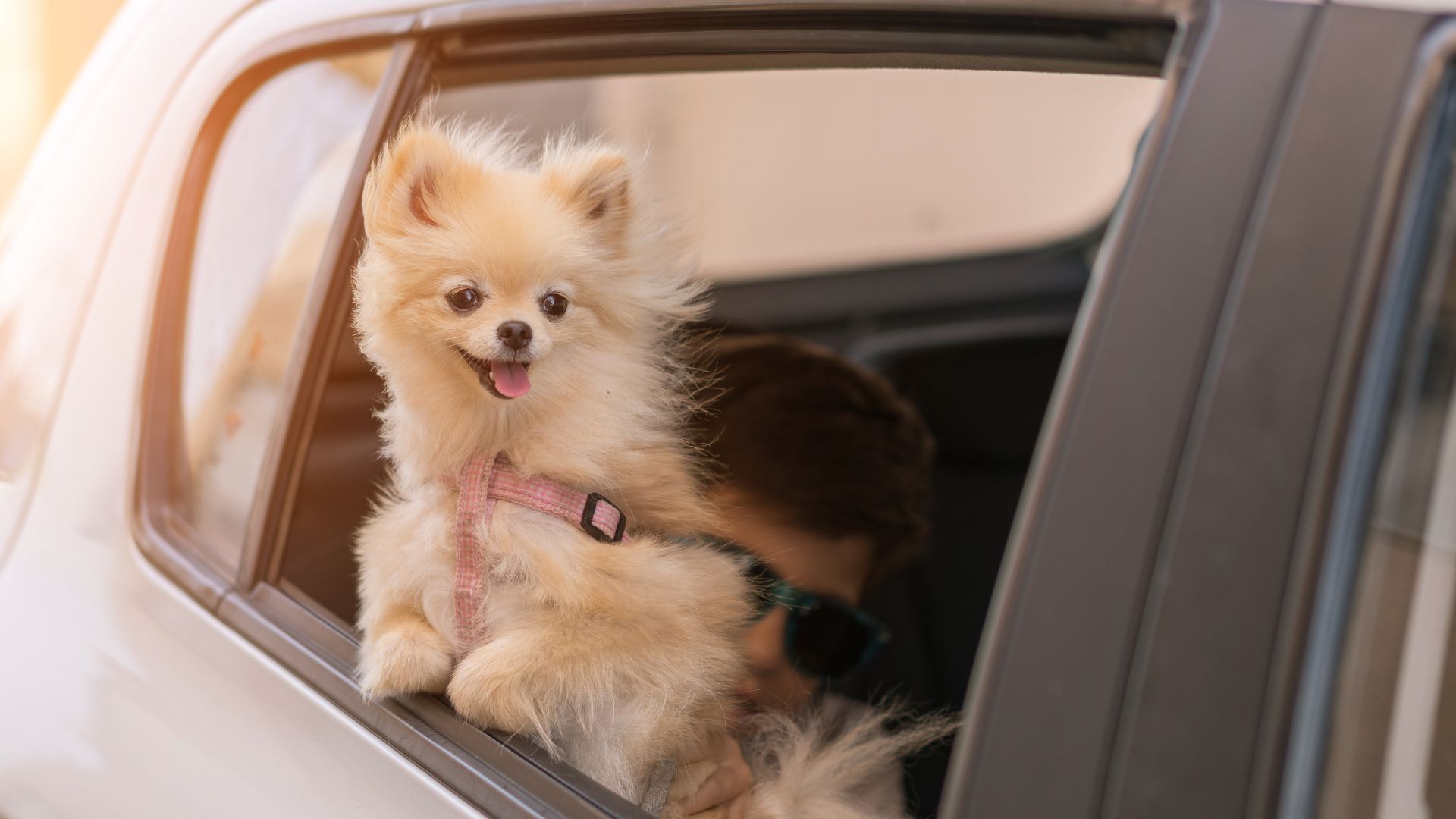 Best Dog Breeds for Frequent Travelers