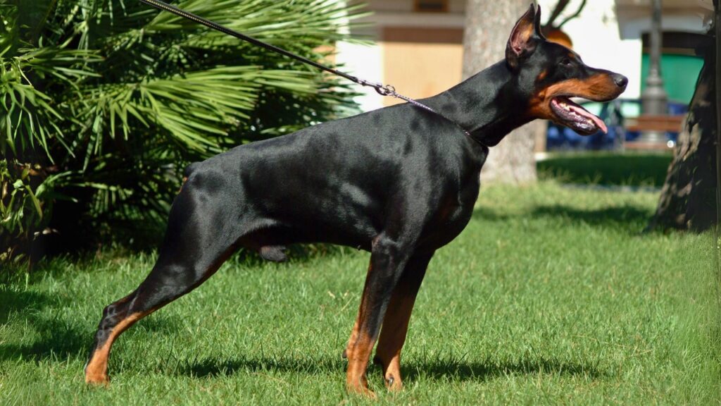 Best guard dogs