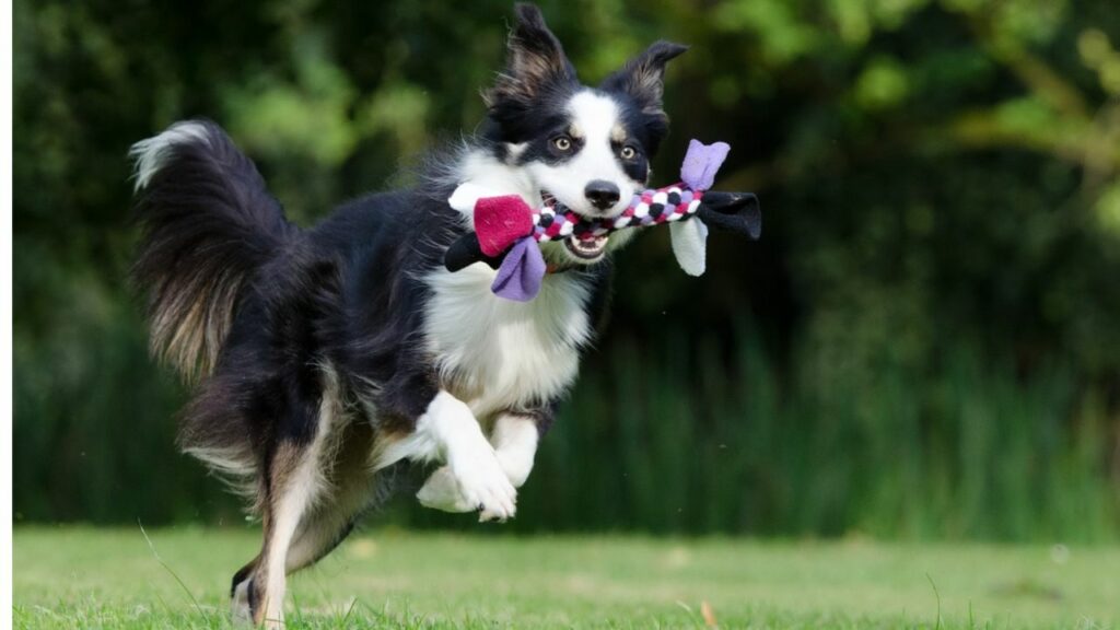 what dogs jump high