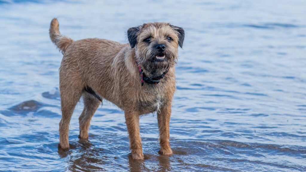 Picture of How to Groom Dogs with Double Coats: What You Should Know