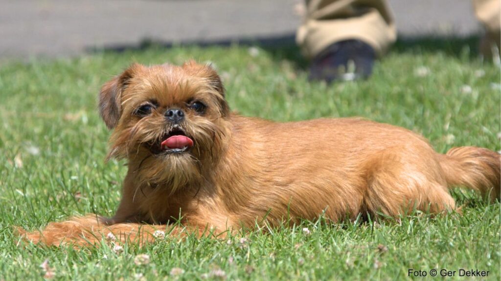 10 Dog Breeds That Stay Small Forever And Don't Shed