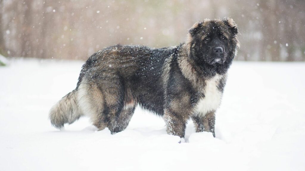 what's the best guard dog