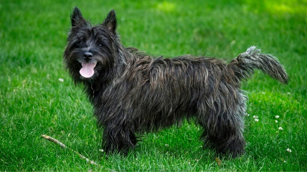 7 Best Guard Dogs For Older Women