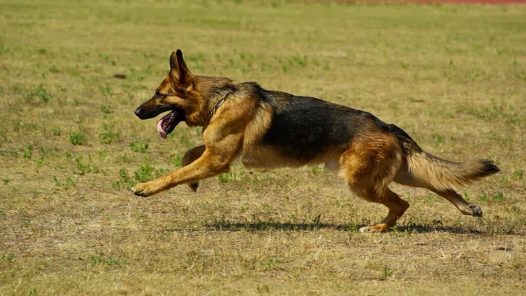 Car protection dogs