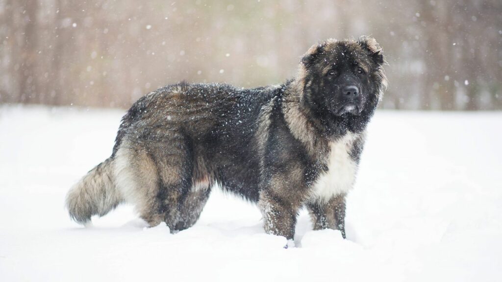 Caucasian Shepherd Dog